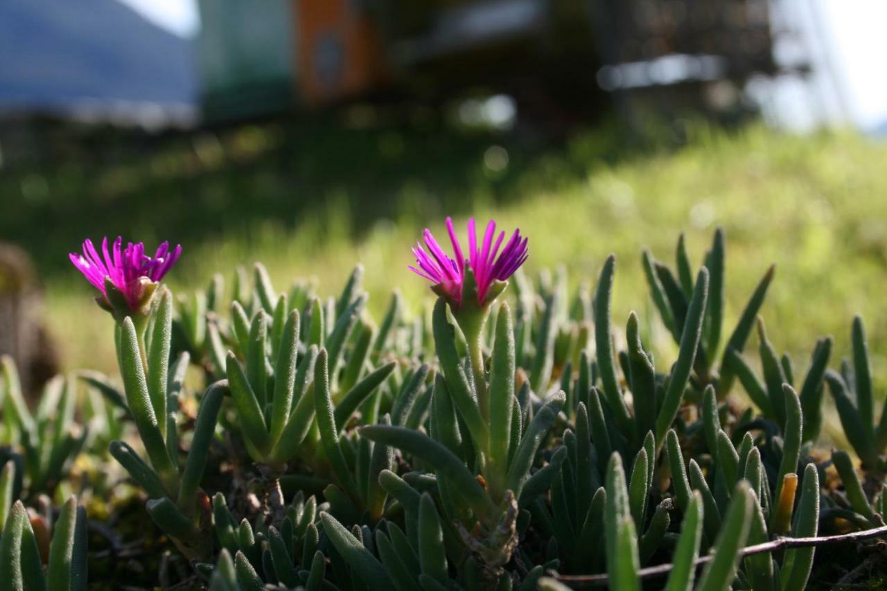Agriturismo Badalone Domaso Zewnętrze zdjęcie